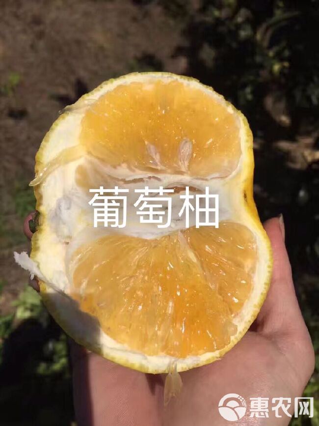 葡萄柚苗