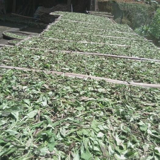 龙岩菊苣  干货，太阳晒干