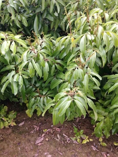 灵山县无核荔枝苗