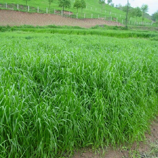 沭阳县黑麦草种子 耐寒宽叶高产牧草种子多年生黑麦草籽子种四季鸡