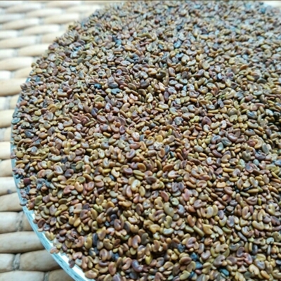 苜蓿草种子 紫花苜蓿种子猪牛羊兔鸡鸭鹅多年生四季养殖牧草苜蓿