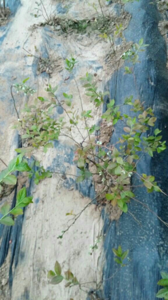 矮丛蓝莓苗