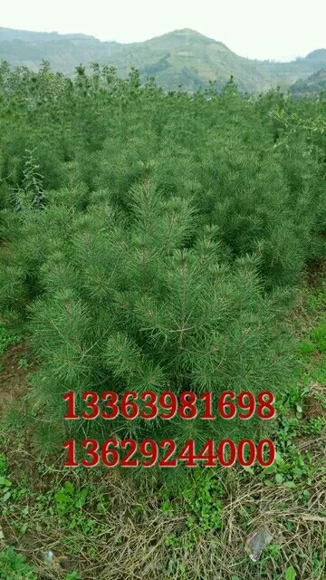 蓝田县白皮松 