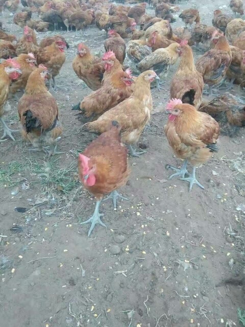 嘉祥县麻鸡苗 