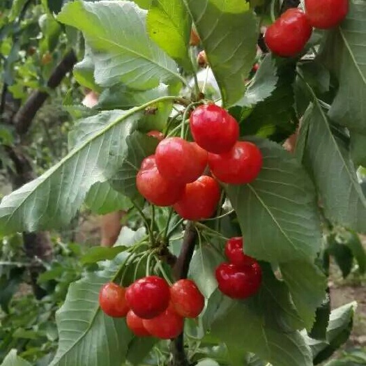 苍溪县俄罗斯8号樱桃苗 