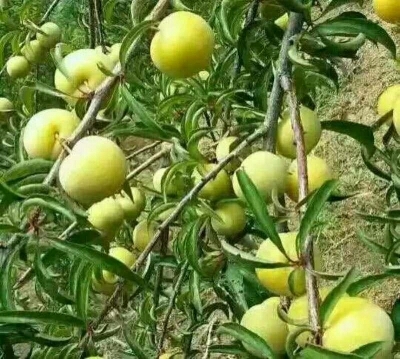 苍溪县蜂糖李树苗 