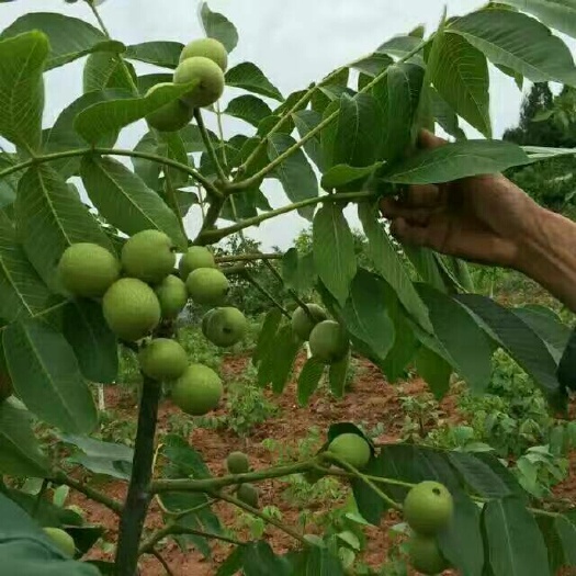 苍溪县薄皮核桃苗 