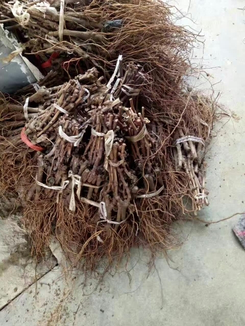 泰安红心猕猴桃苗 嫁接苗