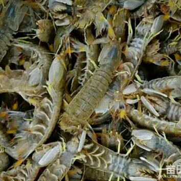 盖州市虾爬子