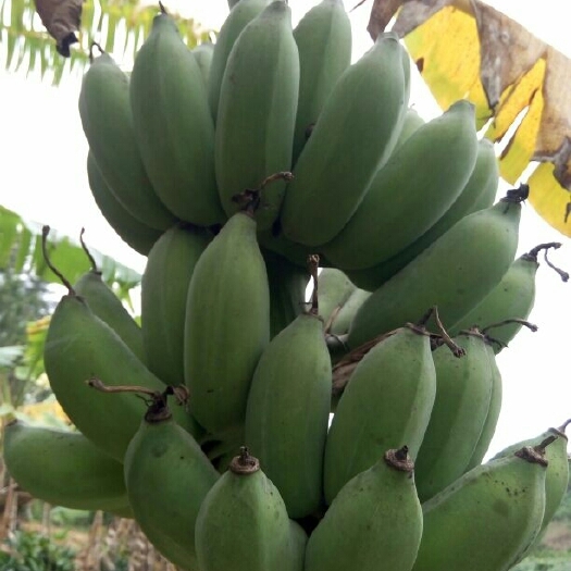灵山县粉蕉苗