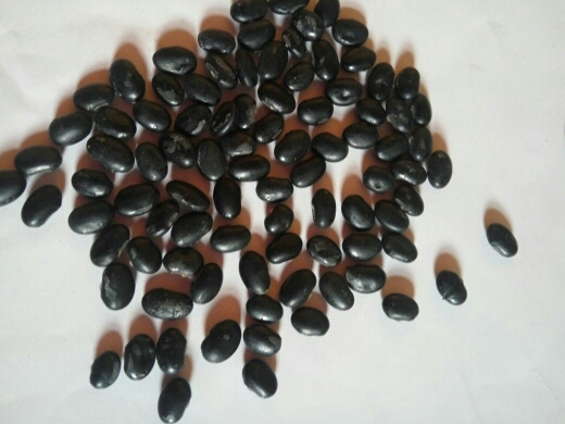黄仁黑豆  沽河春原始黑豆，含花青素，自家产，沒用农药化肥