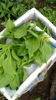 淄博非洲冰草 拿货找我没有错