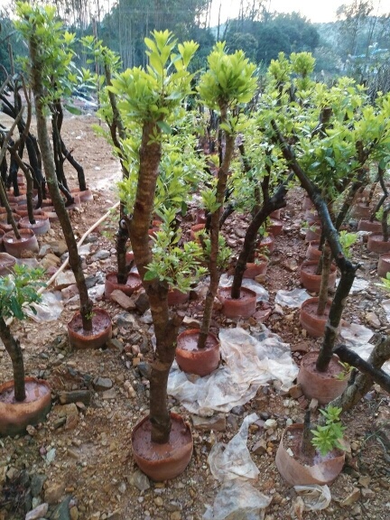 灵山县早色