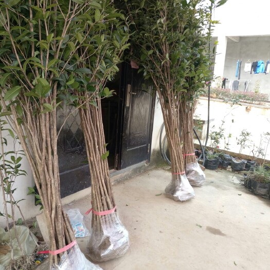 咸宁金桂  桂花大苗1-3公分粗桂花树苗现挖现发基地直销