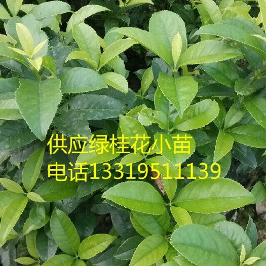 长沙四季桂 