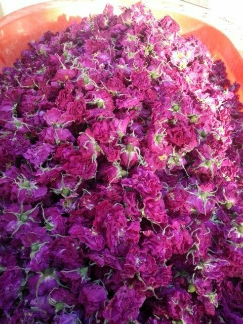 文安县玫瑰花茶