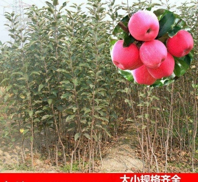 绛县红富士苹果苗 1~1.5米