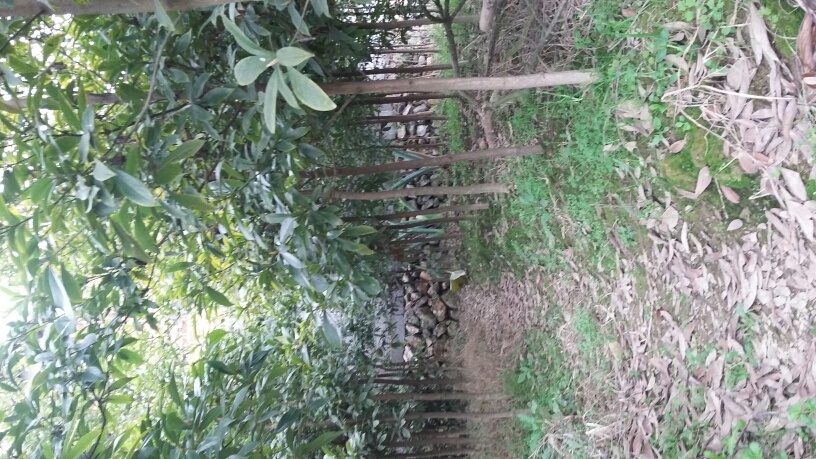 洞口县小叶桢楠