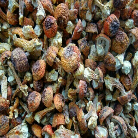 昆明姫松茸 ​姬松茸 5cm左右 特级