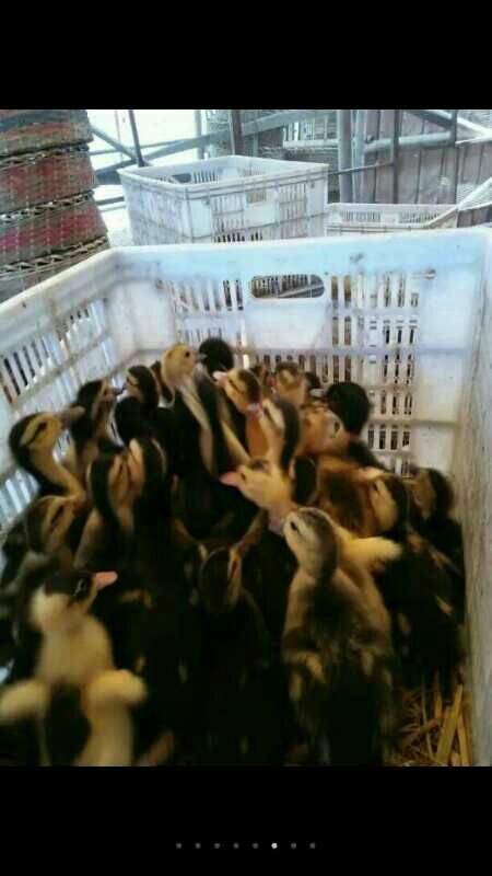 莆田番鸭 统货 2斤以下