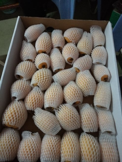 厦门早钟六号枇杷 1两以上