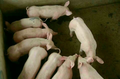 莒南县今日仔猪价格行情、育肥猪苗出售基地、长白仔猪出售、三元仔猪