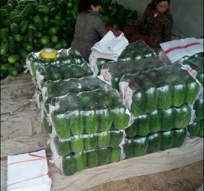 莘县青皮冬瓜 2斤以上 白霜
