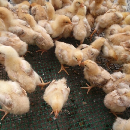枣阳市快大黄鸡苗 