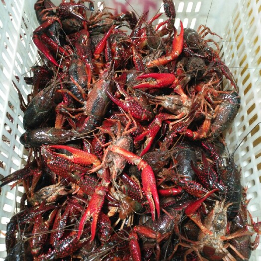 潜江市红壳小龙虾 红虾  7-9