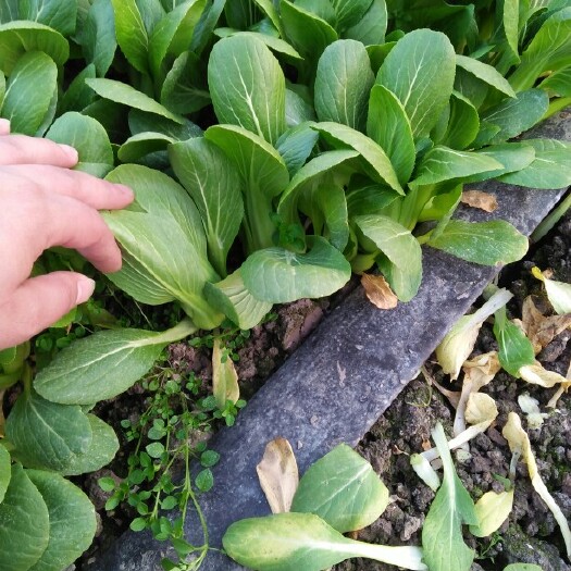 南通金品28青梗菜 上海青