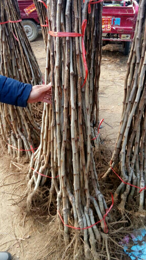 红将军苹果苗 1~1.5米