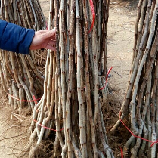 泰安红将军苹果苗 1~1.5米