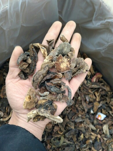 昆明黑牛肝菌 5.0% 一级