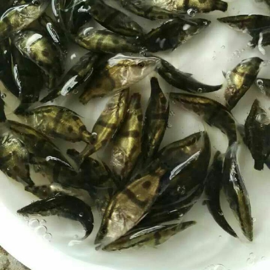 广州翘嘴鳜 人工养殖