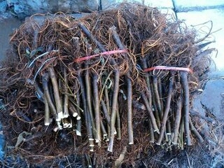 泰安青皮无花果树苗