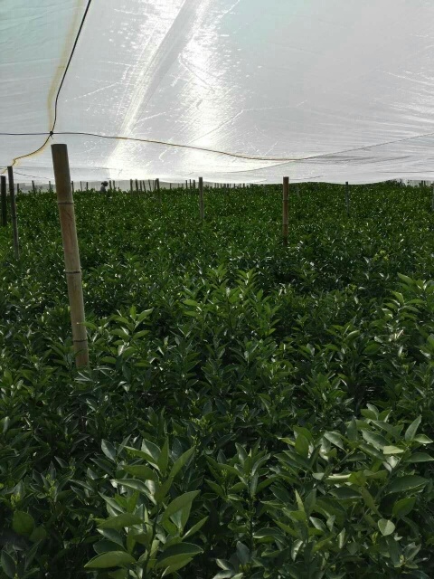 富川县夏橙树苗  夏橙-阿尔及利亚树苗 嫁接苗 0.5~1米