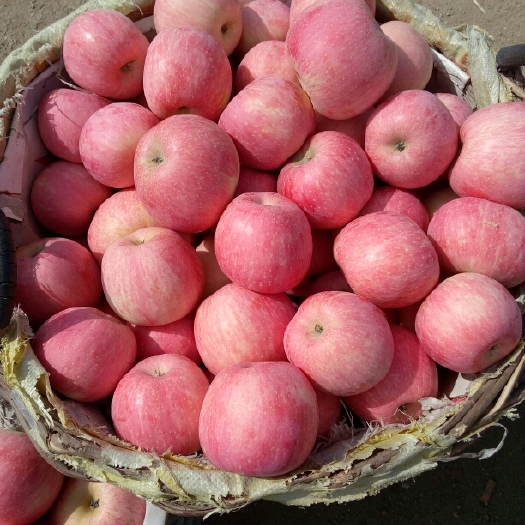 蒙阴县优质红富士苹果，常年有货，一手货源，产地批发，全国发货
