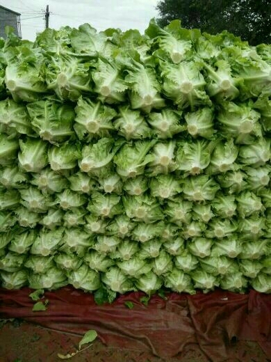 邯郸意大利生菜 常年代购代销四季蔬菜