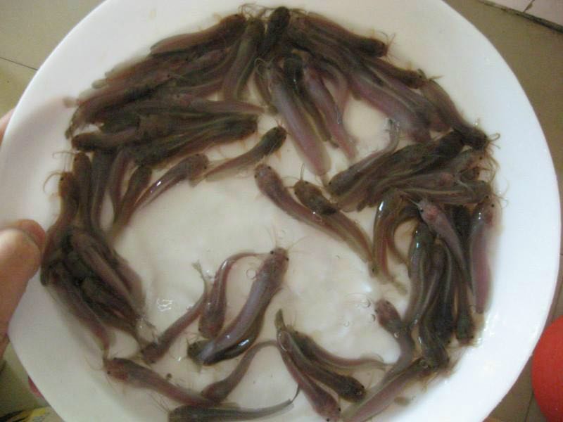 革胡子鲶鱼苗