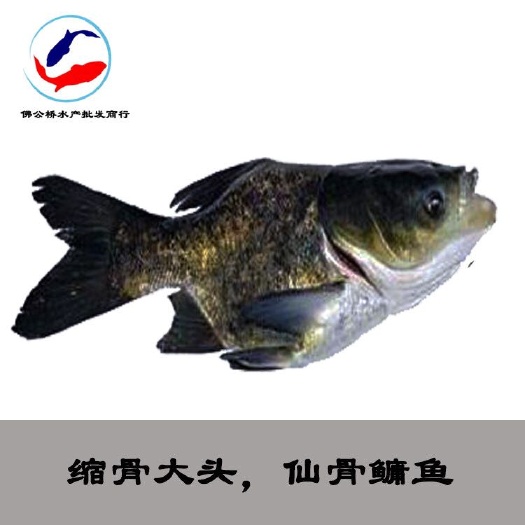 广州缩骨大头鱼苗