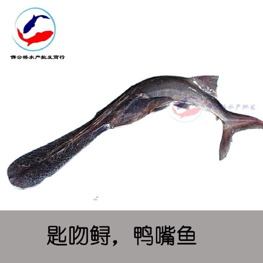 广州鸭嘴鱼苗 