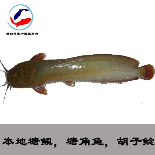 广州革胡子鲶鱼苗