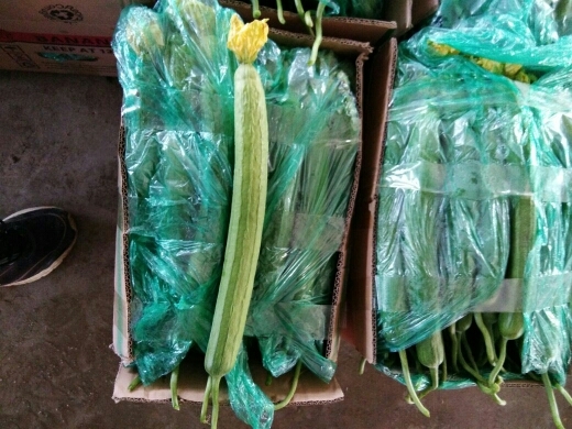 东海县鲜花丝瓜 40cm以上 