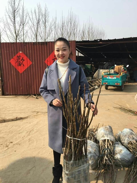 淄博冠核一号核桃苗