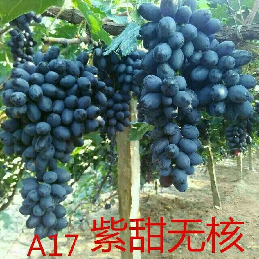 卢龙县紫甜无核A17葡萄苗