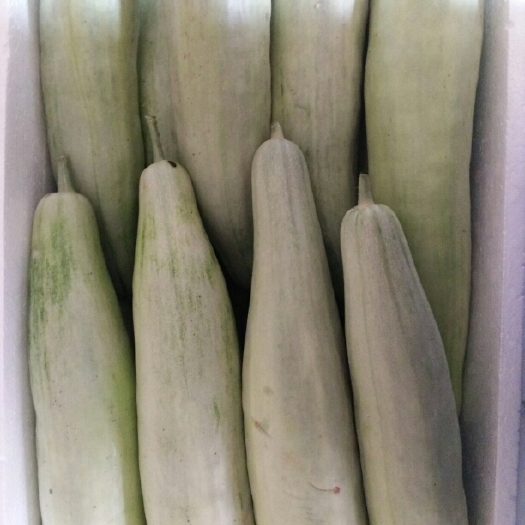潍坊羊角脆甜瓜 1斤以上