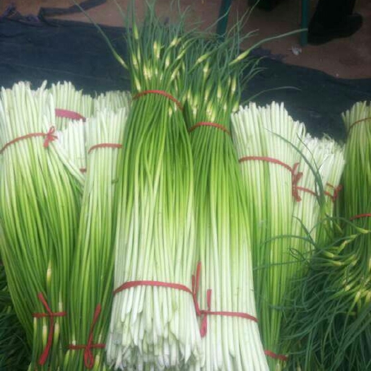 亳州杂交蒜薹 一茬 30~40cm