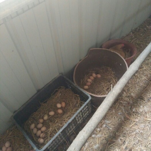 太湖县林养土鸡蛋