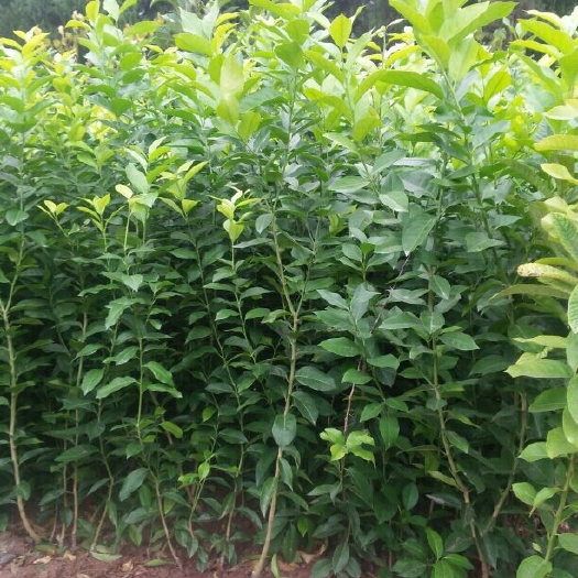 简阳市尤力克苗