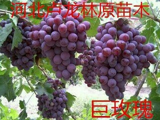 卢龙县巨玫瑰葡萄苗